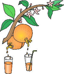 orange_juice.jpg