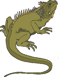 iguana.jpg