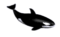 orca.gif